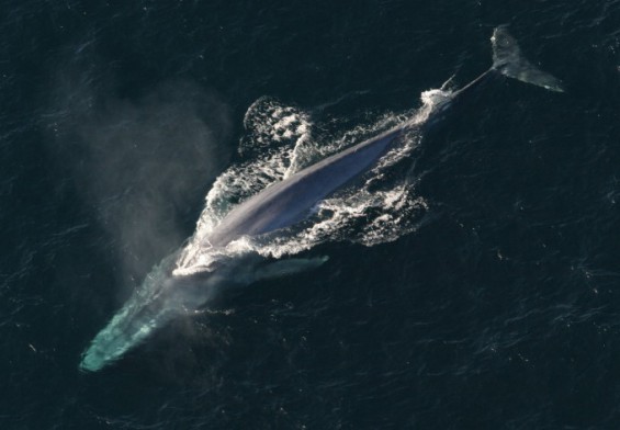 고래 몸집 커지게 한 유전자 규명..