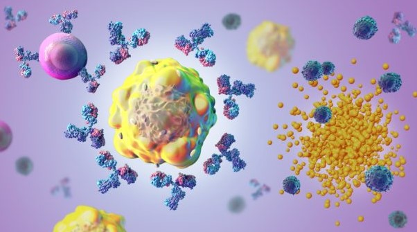 맞춤형 mRNA 백신을 맞고 생성된 단백질에 반응해 면역체계가 암 세포를 파괴하고 있다. 출처 엠디앤더슨 센터