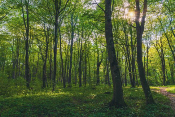[기후위기와 산림] 더 많은 탄소 흡수하는 나무 만들기