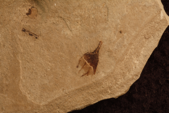 [오늘과학] 북미서 발견된 5000만년 전 고추 화석