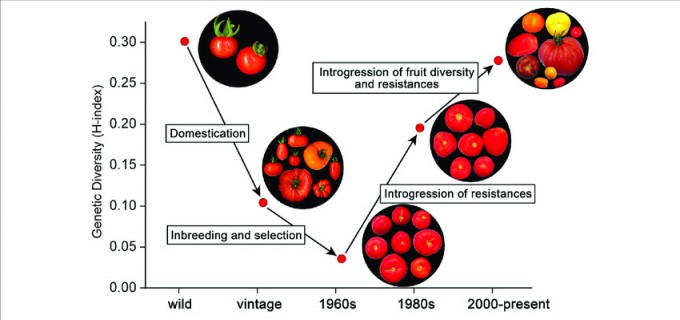 수천 년 전 남미 안데스 지역에서 야생 토마토의 작물화가 일어난 뒤 중미에서 본격적으로 재배됐고 16세기 유럽을 거쳐 세계로 퍼졌다.<BR> 이 과정에서 유전자 다양성이 떨어졌다.<BR> 그러나 1960년대 이후 병충해 저항성과 당도와 향미 등 품질에 대한 시장의 요구에 맞춰 품종을 개량하는 과정에서 여러 야생종과 재래종을 도입하면서 토마토 유전자 다양성이 커지고 있다.<BR> 많은 품종을 개발하다 보니 평가가 제대로 되지 않아 이번처럼 문제가 있는 품종이 농가에
보급된 게 아닐까. 식물과학의 경계 제공