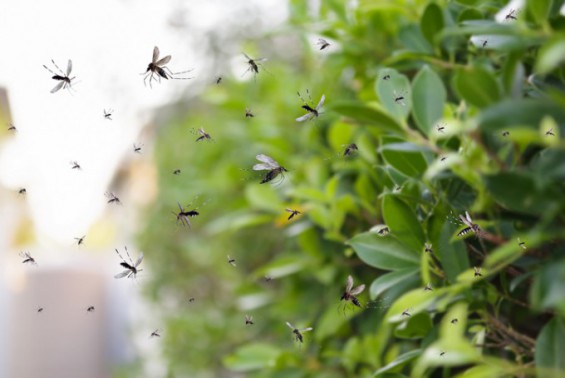 기후변화로 말라리아·뎅기열 등 모기 매개 질환 증가 우려