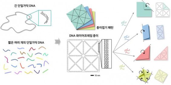 종이처럼 DNA도 접는다...‘DNA 나노기술’ 개발  