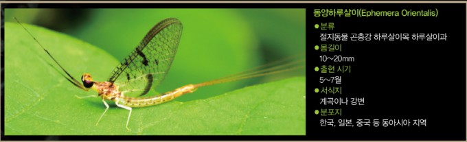The Revenge of Mayflies and Lovebugs... 'A Result of Habitat Invasion ...
