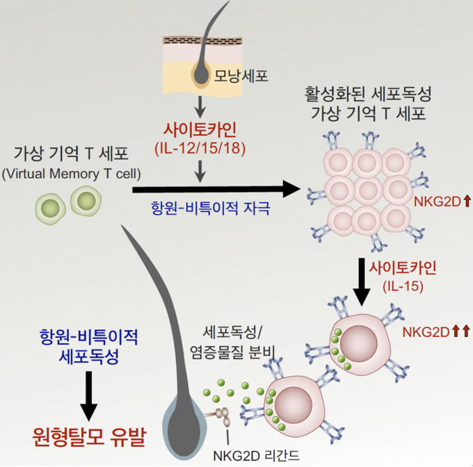 가상기억 T세포가 항원 비특이적인 사이토카인 자극을 받아 활성화되면 높은 세포독성 능력을 갖는 새로운 면역세포로 분화되고, 이 세포군이 세포독성 물질을 내보내 모낭을 파괴해 원형탈모를 일으킨다. KAIST 제공. 