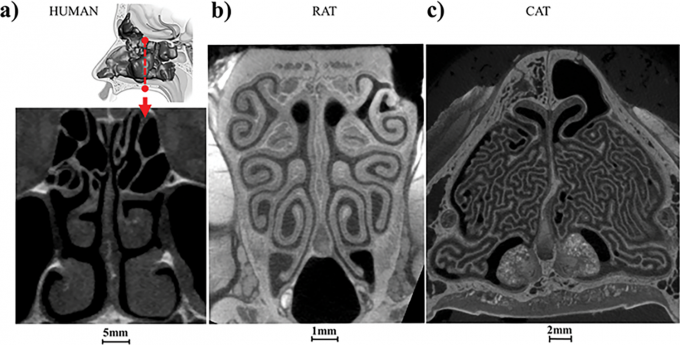 사람, 쥐, 고양이의 기도 구조를 CT촬영한 결과(왼쪽부터 사람, 쥐, 고양이) . 카이 자오 미국 오하이오주립 의대 이비인후과 과학 연구팀