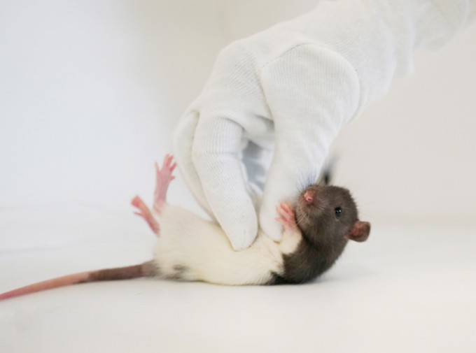 When the research team touched the rat's abdomen, the rat tickled and emitted an ultrasonic 