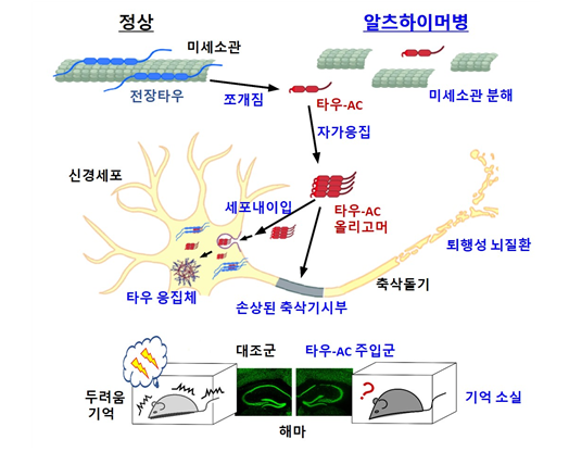 타우 절단으로부터 시작되는 <BR>알츠하이머성 <BR>치매의 발병 모델. 서울대 제공