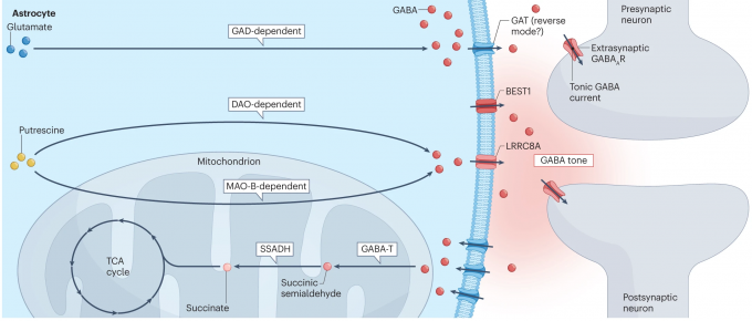 IBS Unravels the Complete Operating Principles of GABA, a Key Substance ...