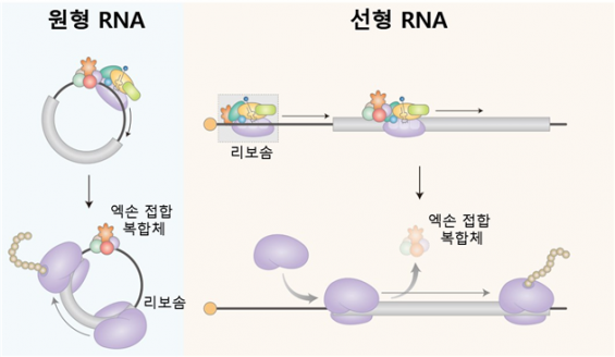 저용량·고효율 RNA 백신 개발 가능해진다