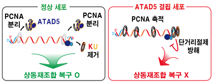 DNA 이중나선절단 부위에 남은 PCNA가 상동재조합 복구 결함을 일으키는 메커니즘. IBS 제공