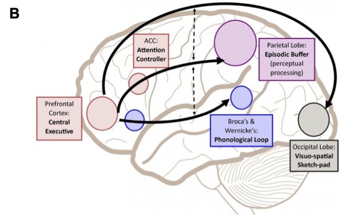 작업(단기) 기억 형성에 관여하는 뇌 부위.