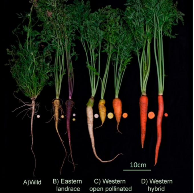 [Kang Suk-ki's Science Cafe] There's No Such Thing as 'Carrot Color ...