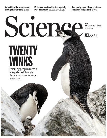 [Science from the Cover] Chinstrap Penguins Replenish Sleep with Tens ...