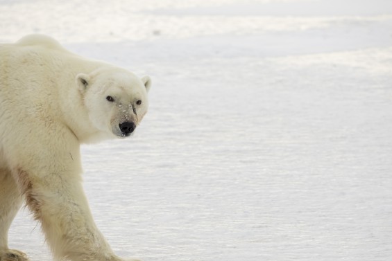 극지 덮친 조류독감에 북극곰도 감염돼 폐사…세계 첫 사례