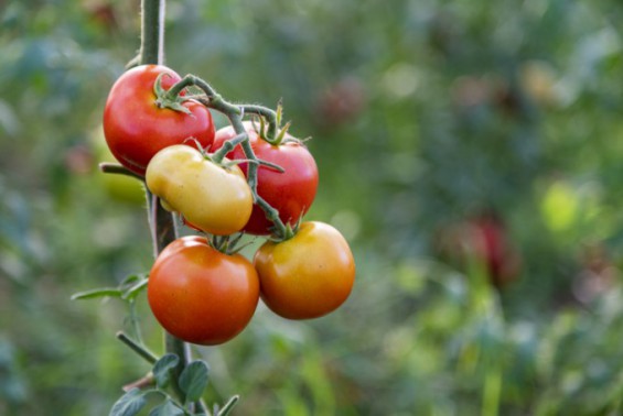토마토, 가뭄일 때도 살아남는 비결