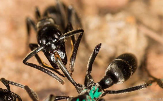 인간만큼 정교한 치료하는 개미…감염 알아채고 항생물질로 치료