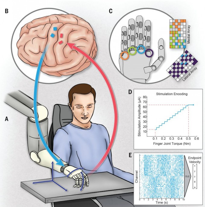 마비 환자의 뇌 신호를 해독해 로봇팔을 움직이는 개념도. 사진 출처 Science.