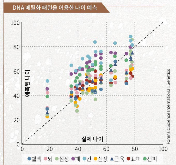 DNA 메틸화 패턴을 이용해 나이를 예측한 결과를 나타낸 그래프. 한국인 20명의 신체 조직 샘플을 이용해 실험했다.<BR> 각각의 점은 조직 샘플 하나에 해당하며, 이 점이 점선에 가까울수록 예측 결과가 정확하다는 뜻이다.<BR>  Forensic Science International: Genetics 제공