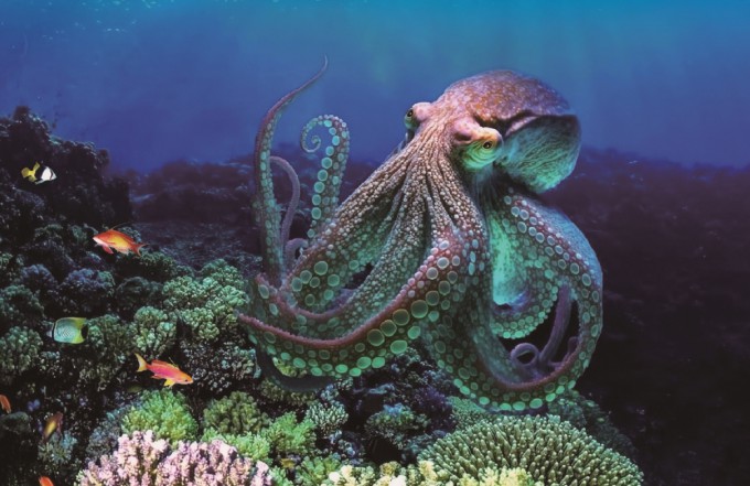 Startled by a Touch to a Fake Limb... Octopuses Also Feel the 'Rubber ...