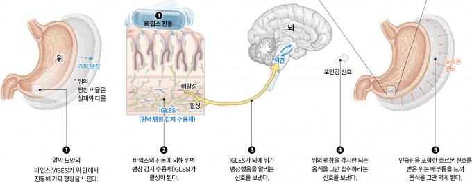 바입스가 포만감을 느끼게 해주는 과정. Science Advances 제공