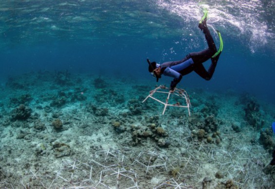 사라지고 있는 산호초 4년만에 '완전 회복'