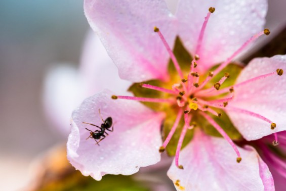 꽃 피우는 식물, 개미 멸종 막았다