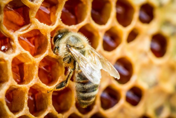 꿀벌 실종 막을 수 있을까…바이러스 억제 식용 치료제 개발