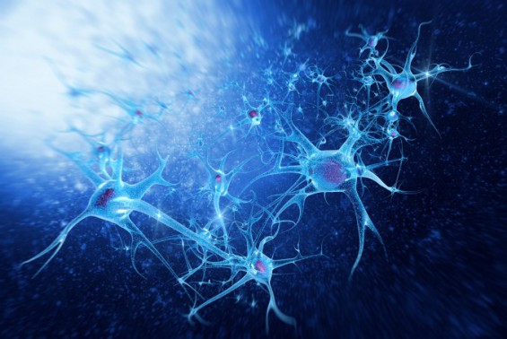 빛으로 알츠하이머 일으키는 뉴런 찾는다