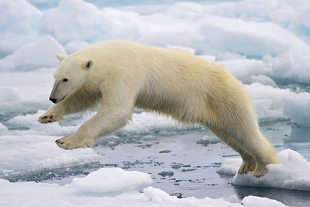 극지방에 사는 대표적인 동물인 북극곰이 얼음 위에서 뛰어오르고 있다. 위키미디어 제공