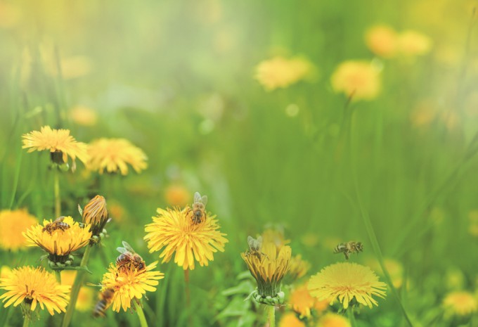 알란 도린 모내시대 정보기술학부 교수는 “꽃은 꿀벌의 조상을 유인하기 위해 칙칙한 초록색에서 노란색 등 더 화려한 색으로 진화했을 것”이라고 설명했다. 게티이미지뱅크 제공