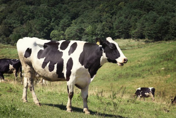 미국서 조류독감 걸린 소와 접촉한 사람도 감염