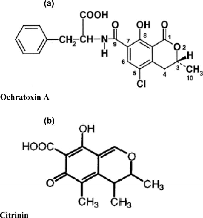 홍국균은 이차대사산물로 신장독성이 있는 곰팡이독소인 시트리닌(아래)을 만든다. 한편 누룩곰팡이속과 푸른곰팡이속의 몇몇 종은 강력한 신장독성이 있는 오크라톡신A(위)도 만들 수 있다. 오크라톡신A 분자의 일부(오른쪽)와 시트리닌 분자의 구조가 꽤 비슷함을 알 수 있다. 이번 홍국 건강보조식품 사건은 홍국균이 만든 시트리닌과 오염된 푸른곰팡이가 만든 오크라톡신의 시너지 작용으로 신장독성이 커진 게 원인일지도 모른다. 독성학 메커니즘과 방법 제공
