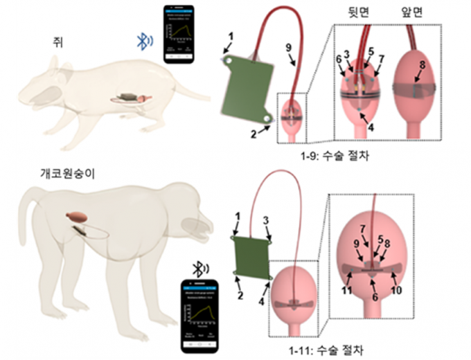 방광 기능 모니터링 무선 이식형 플랫폼의 효능을 쥐 모델 및 개코원숭이 모델 대상으로 확인했다. KAIST 제공.