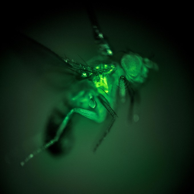 비행 중 움직임에 관여하는 초파리의 신체 부위에서 칼슘이 형광색으로 빛나고 있다. Floris van Breugel & Thad Lindsay, Dickinson Lab 제공