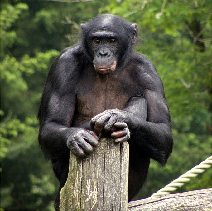 네덜란드 아펠도른 동물원의 수컷 보노보. 위키미디어 제공