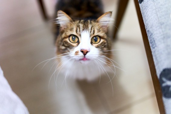 고양이 갑상선 질환 치료 방사성의약품 임상 첫 승인