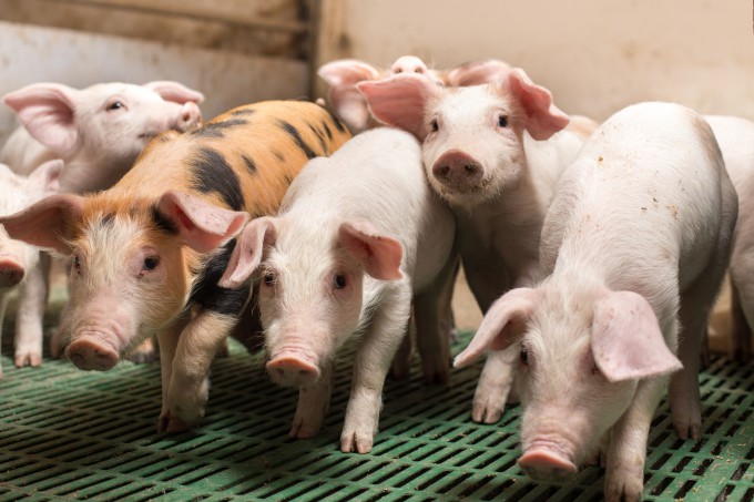 돼지는 장기 크기와 해부학적인 구조와 인간의 장기와 유사해 장기를 기증할 동물로 선택됐다. 게티이미지뱅크 