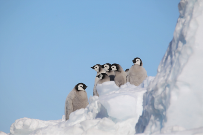 Baby Emperor Penguins Huddle Together on Antarctic Ice