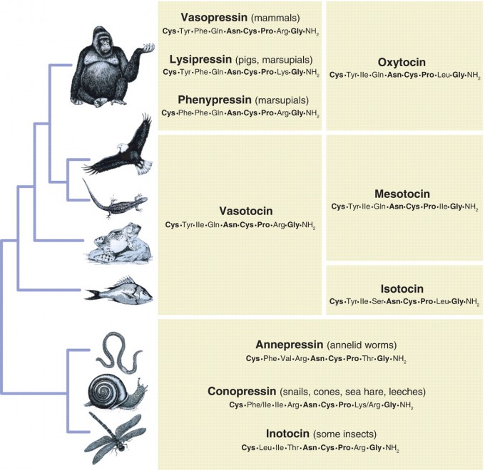 옥시토신이 포함된 노나펩타이드의 유전자는 약 7억 년 전 등장했다. 그 뒤 무척추동물은 지금까지도 하나뿐이지만 척추동물에서는 유전자 중복으로 두 개가 된 뒤 바소프레신 계열(왼쪽)과 옥시토신 계열(오른쪽)로 나뉘어 진화하며 기능이 분화됐다. 사이언스 제공