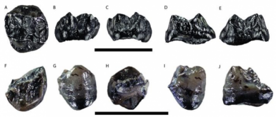가장 작은 유인원 화석 독일서 발견