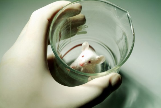 동물실험 약물 20개 중 최종 승인 '1건'...대체법 마련해야