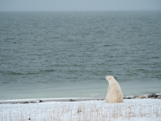 기후변화로 '단식 기간' 늘어난 북극곰, 2030년대 멸종 위기