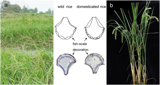  볏과 식물의 잎에 있는 기동세포는 가물 때 잎이 말리게 해 수분 손실을 막는 역할을 하고 직립성에도 영향을 준다.<BR> 벼의 기동세포에는 비늘처럼 보이는 구조가 있는데, 야생 벼가 작물화되면서 평균 개수가 늘어났다.<BR> 즉 비늘이 9개 이상인 비율이 야생 벼(wild rice)는 4~33%이고 작물 벼(domesticated rice)는 40~67%다.<BR> 따라서 유적지에서 나온 기동세포 식물석은 야생 벼인지 작물 벼인지 알 수 있는 지표가 될 수 있다.<BR> 플러스원 제공 