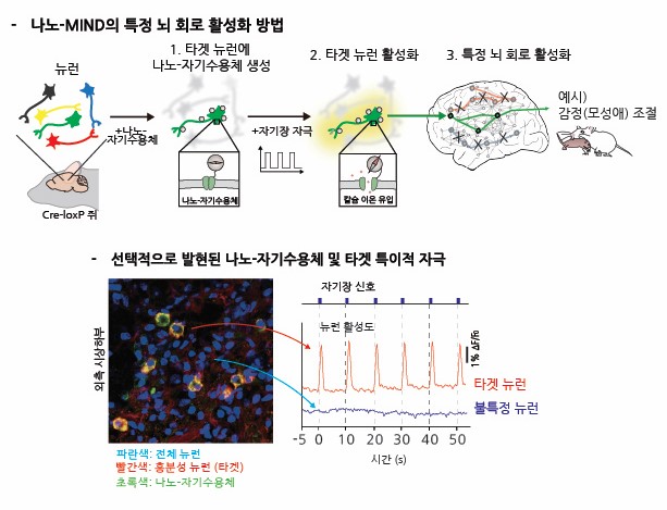 Il processo di attivazione di uno specifico circuito cerebrale tramite la tecnologia Nano-MIND. Fornito da IBS