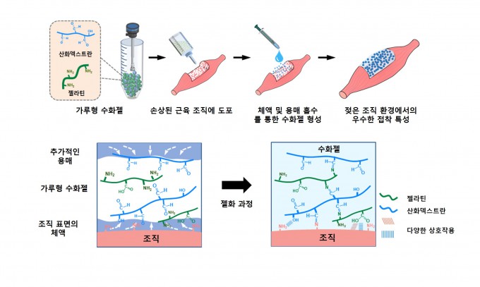 연구팀이 개발한 분말형 수화젤이 작동하는 원리. GIST 제공