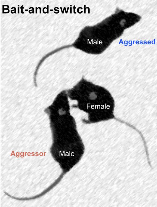 [Animal Files] Bait and Switch: Male Mice Use Females as Decoys to ...