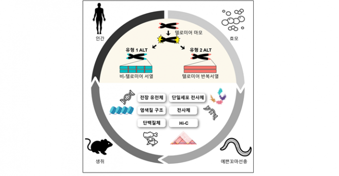 ALT 연구의 흐름과 방향을 요약해서 표현한 그래픽. 서울대 제공