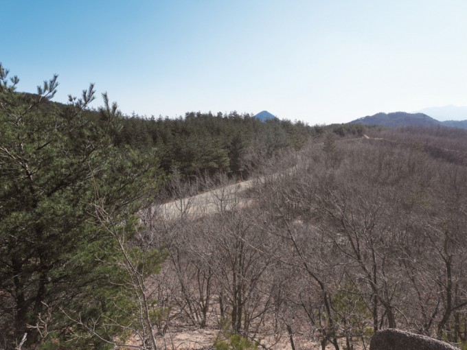 2월 4일 산불 피해 복원 과정을 취재하기 위해 위해 강원 고성 죽왕면 야촌리 인근 산을 찾았다. 이곳에선 자연 복원과 조림 복원 구역을 나눠 각 방식의 장단점에 대해 연구하고 있었다. 길을 기준으로 왼쪽은 조림 복원 오른쪽은 자연 복원 구역이다. 과학동아 제공