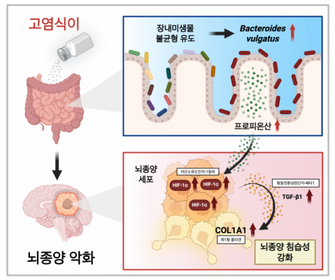 짠 음식이 뇌종양 악화…분자 기전 세계 최초 규명